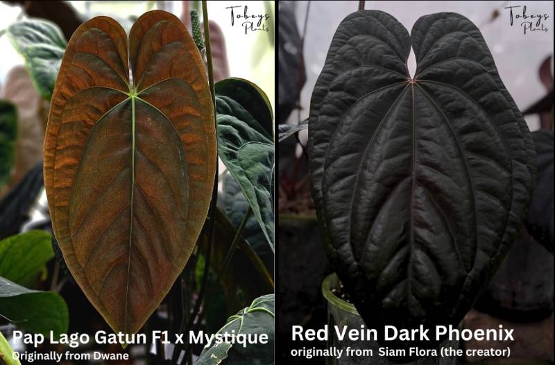 Антуриум TP43 Anthurium (Papillilaminum Lago Gatun x Mystique) X RVDP