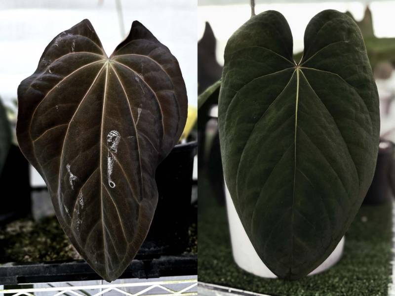 Антуриум 4G08 Anthurium (Carlablackiae X Antolakii) X Eastern Dressleri