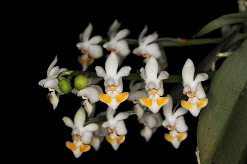 Орхидея FS110 Phalaenopsis gibbosa