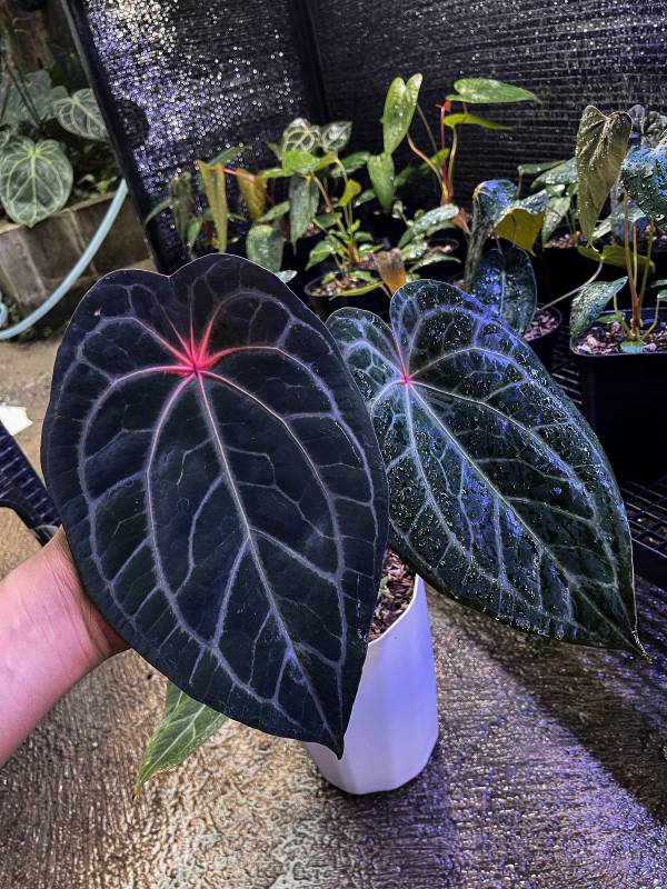 Антуриум §§51 Anthurium BVIT X (Zara X Michelle)