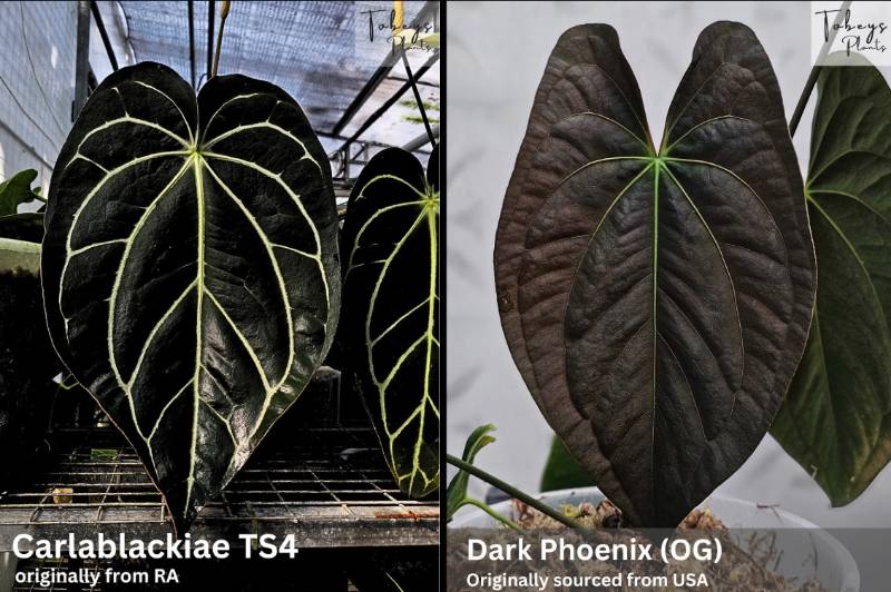 Антуриум 4T18 Anthurium Carlablackiae TS4 X Dark Phoenix OG