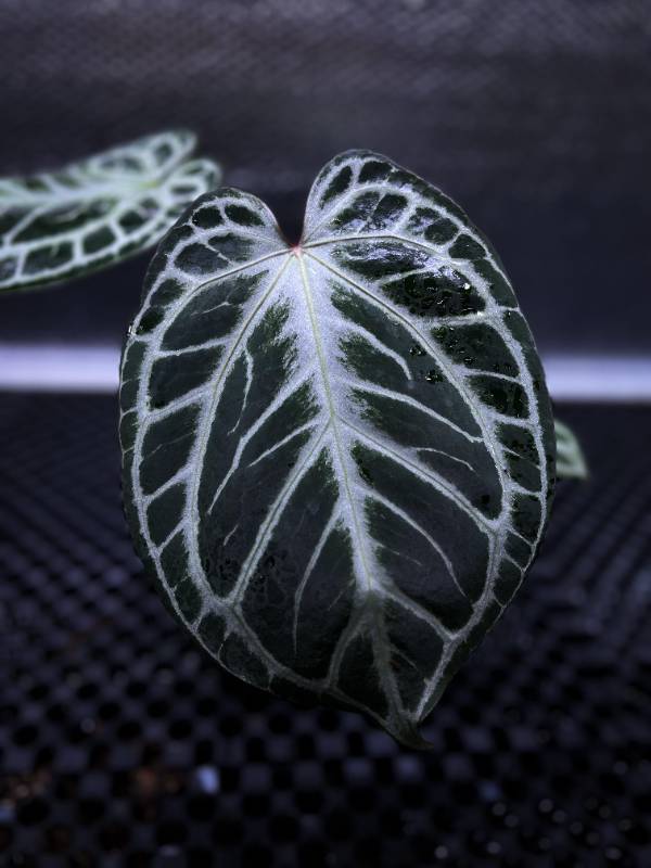 Антуриум §§80 Anthurium KOS x RC NSE Clone from Oasis