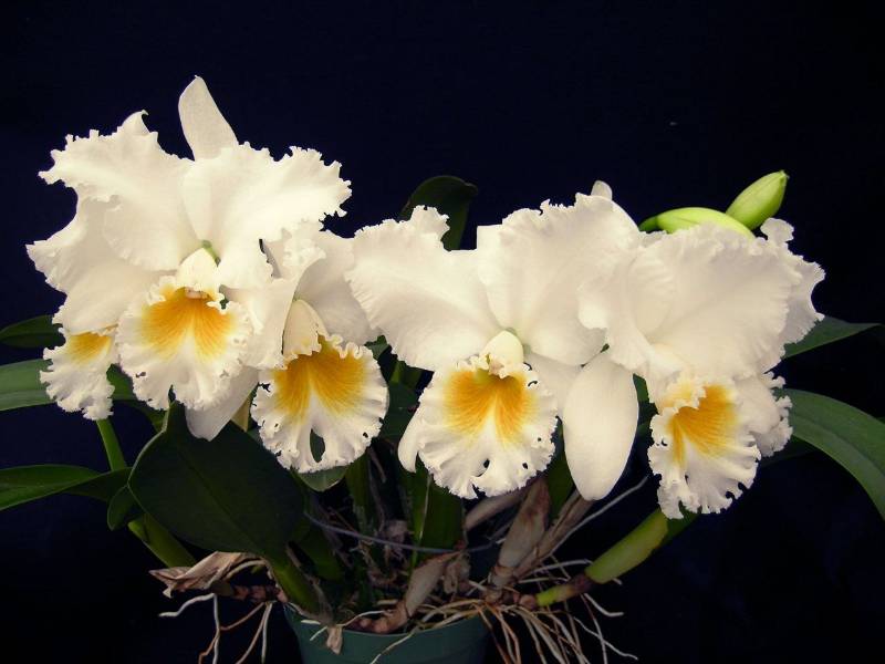 Орхидея FS65 Cattleya Gertrude Hausermann