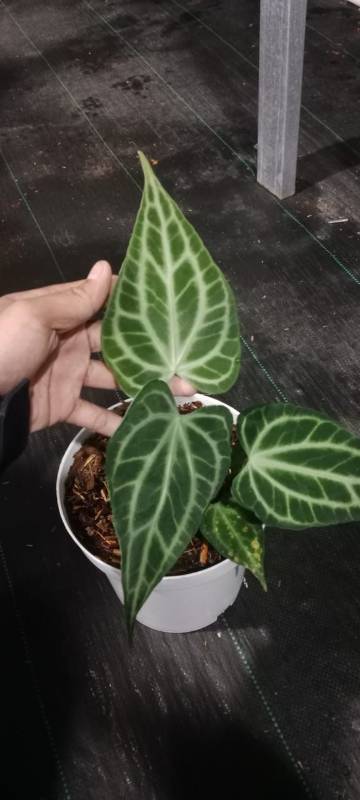 Антуриум §§73 Anthurium King of Clarinervium M