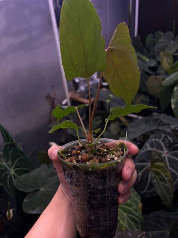 Антуриум §§74 Anthurium RL Self from Jay Vannini