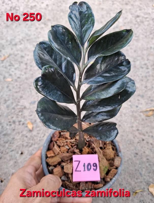 Замиокулькас 250 Zamioculcas zamifolia Z109