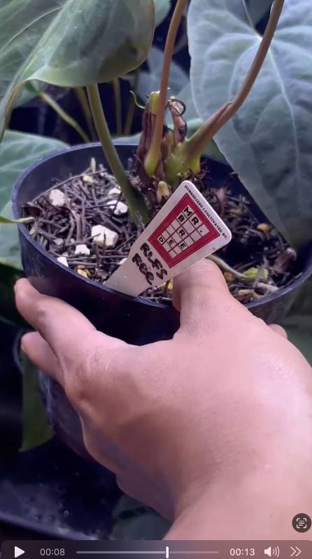 Антуриум §§87 Anthurium RLFS x Papillilaminum RG Mr. Breed