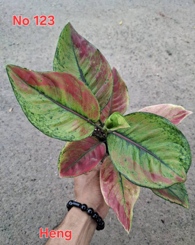 Аглаонема 123 Aglaonema Heng