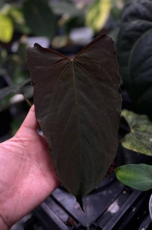 Антуриум §§74 Anthurium RL Self from Jay Vannini