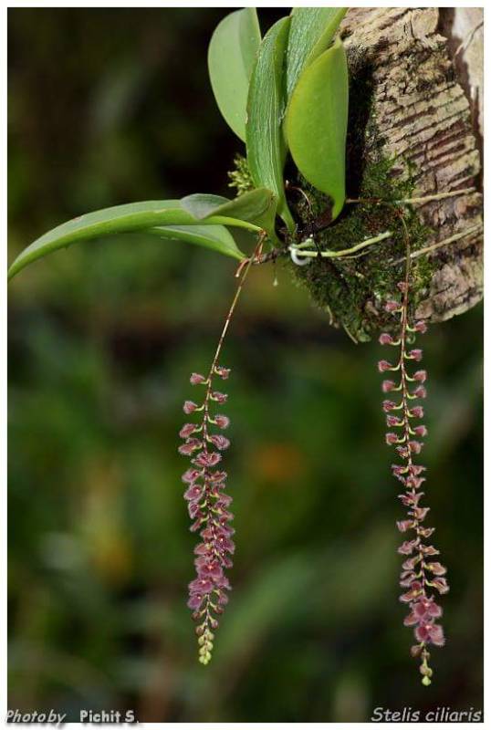 Орхидея K09 Stelis ciliaris