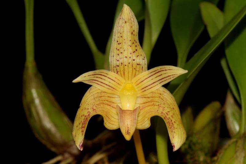 Орхидея FS34 Bulbophyllum orectopetalum