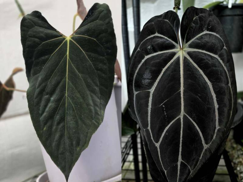 Антуриум 4G34 Anthurium Ralph Lynam Dwane X Carlablackiae GO1 Super black