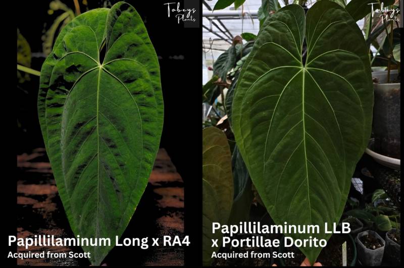 Антуриум TP36 Anthurium (Papillilaminum Long X RA4) X (Papi LLB X Portillae Dorito)