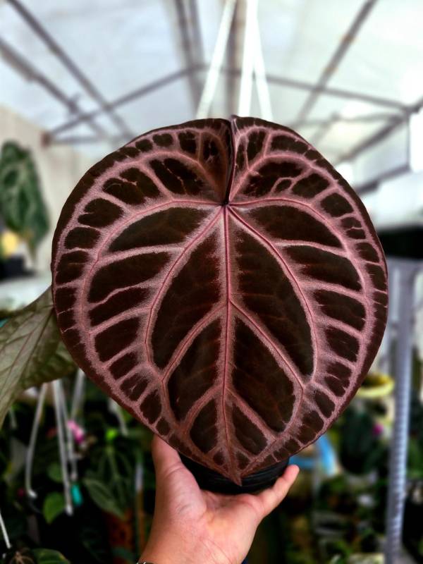 Антуриум G07 Anthurium (Crystallinum Select Large 53 X Angela 35) X Self