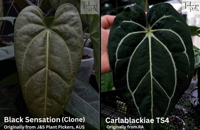 Антуриум 4T22 Anthurium Black Sensation X Carlablackiae TS4
