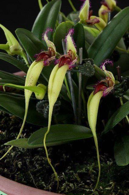 Орхидея FS15 Bulbophyllum fascinator var. semi alba