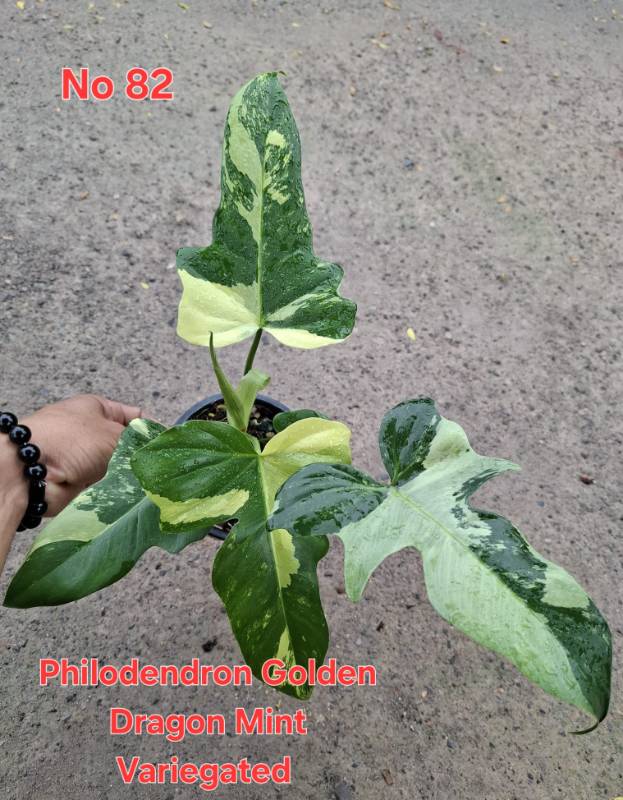Филодендрон 82 Philodendron Golden Dragon Mint variegated