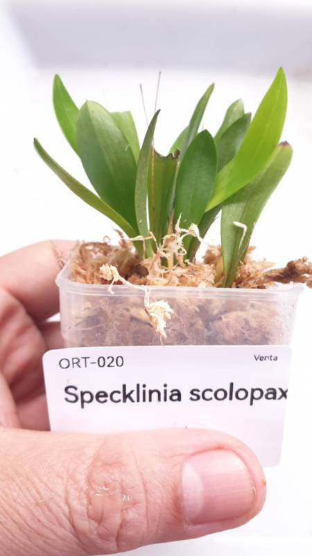 Орхидея K15 Specklinia scolopax