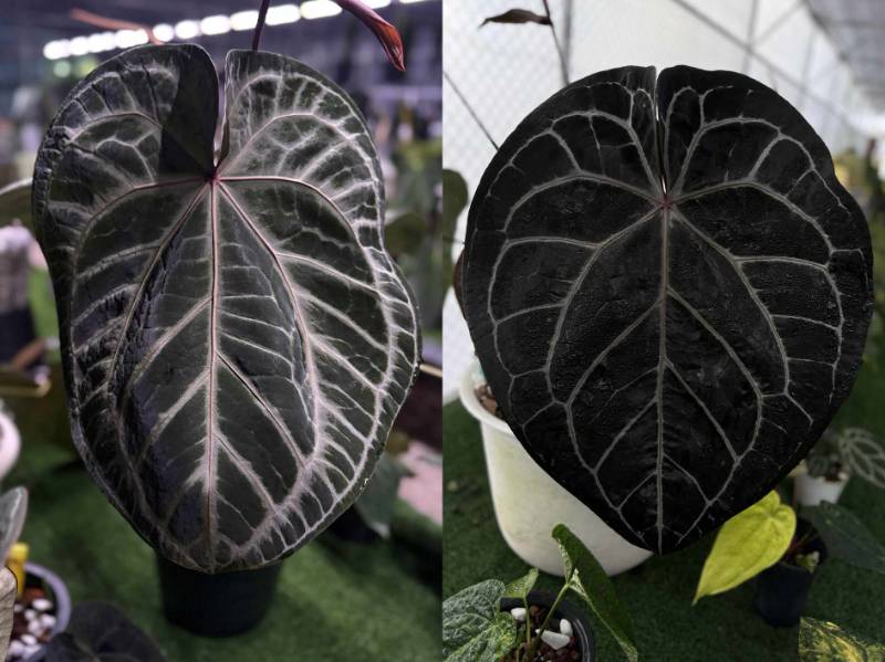 Антуриум 4G09 Anthurium (Crystallinum Select Large53 X Angela35) X Michelle purple
