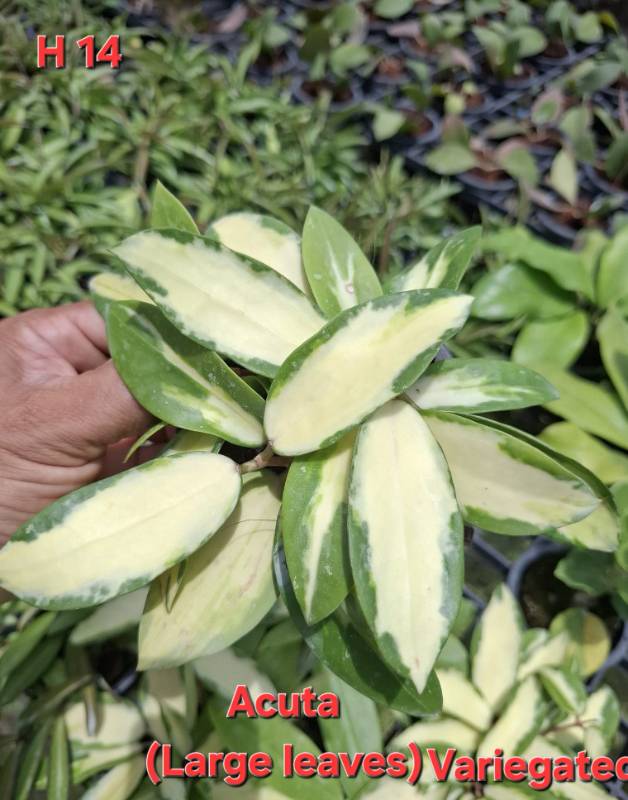 Хойя H14 Hoya acuta variegata large leaves