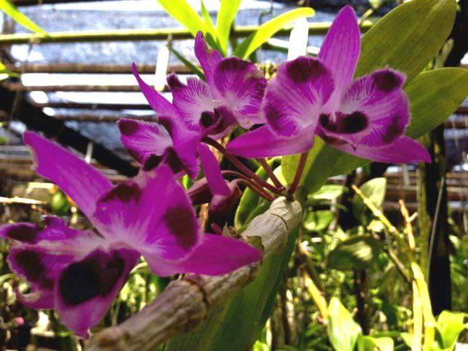 Орхидея FS156 Dendrobium parishii peloric