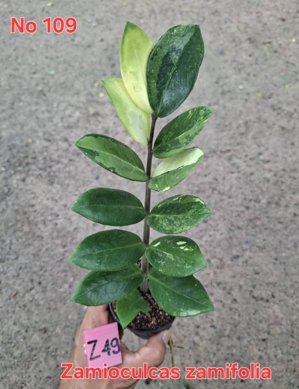 Замиокулькас 109 Zamioculcas zamifolia Z49