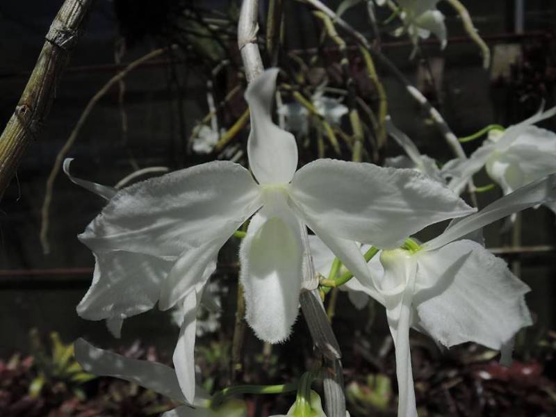 Орхидея FS126 Dendrobium anosmum var. alba