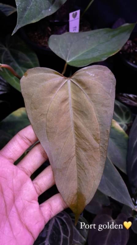 Антуриум §§67 Anthurium Portillae From Mr HU