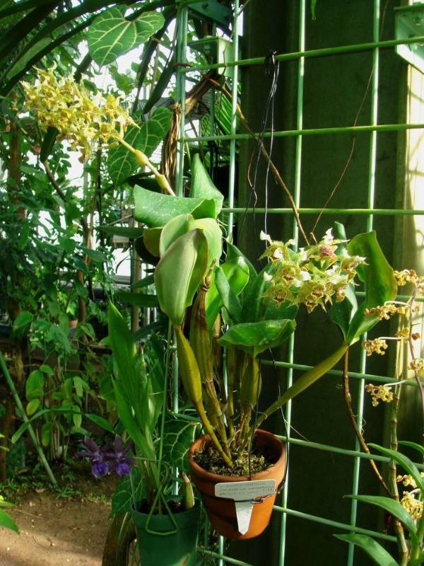 Орхидея FS153 Dendrobium macrophyllum