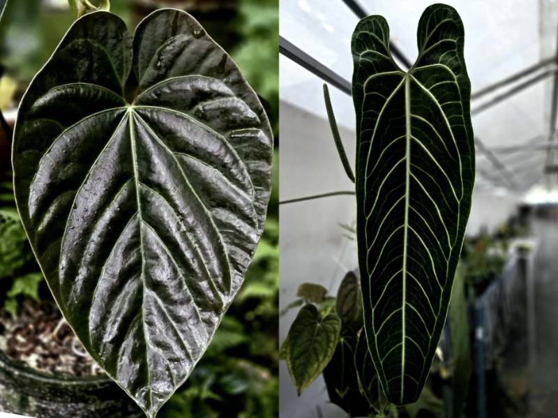 Антуриум G36 Anthurium Andraen Moon X Warocqueanum