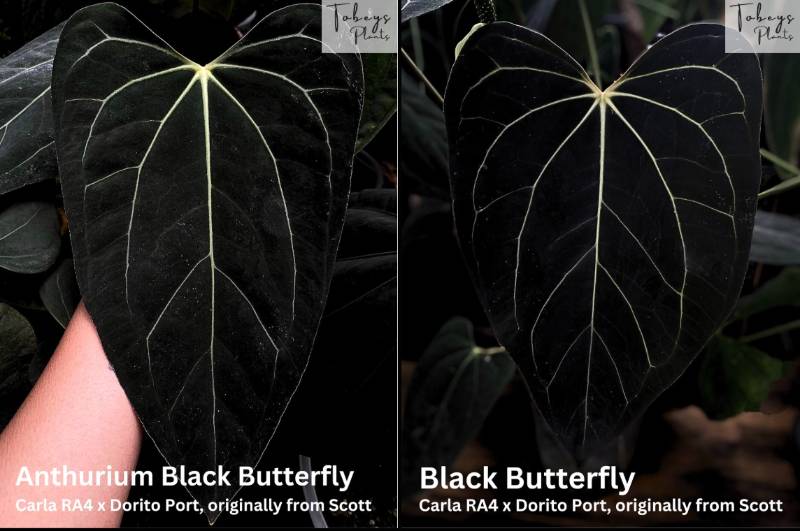 Антуриум TP20 Anthurium Black Butterfly X Self