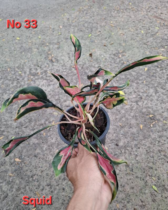 Аглаонема 33 Aglaonema Squid