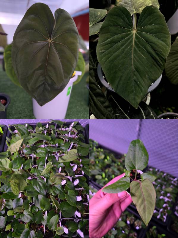 Антуриум 4G84 Anthurium Dressleri RG X Kunayalense GO1