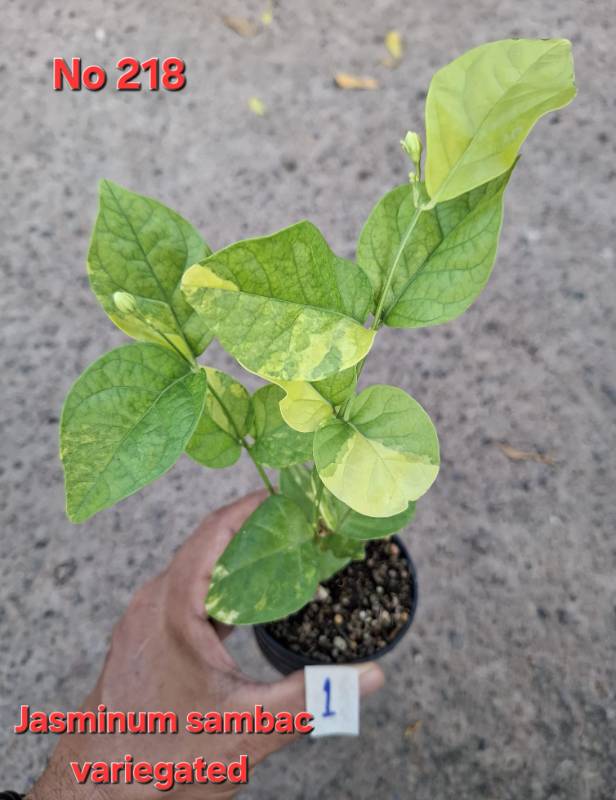 Жасмин 218 Jasminum sambac variegated