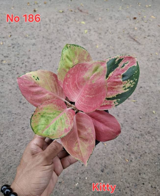 Аглаонема 186 Aglaonema Kitty