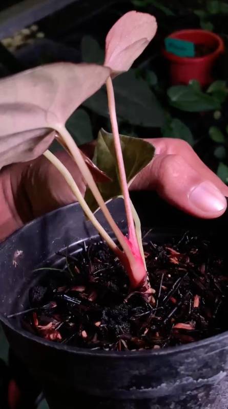 Антуриум AA16 Anthurium Galaxy M