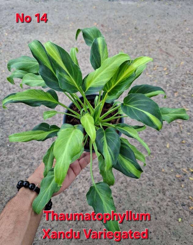 Филодендрон 14 Thaumatophyllum Xandu variegated