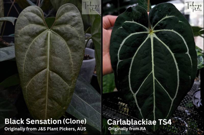 Антуриум TP08 Anthurium Black Sensation X Carlablackiae TS4