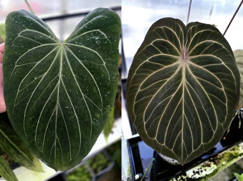Антуриум G08 Anthurium King Of Spades butterfly X King Of Spades HU self