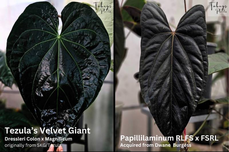 Антуриум TP41 Anthurium Velvet Giant X (Papillilaminum RLFS X FSRL)