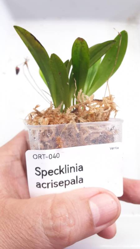 Орхидея K14 Specklinia acrisepala