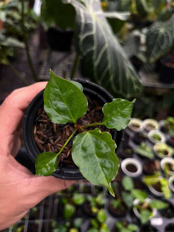 Антуриум AA16 Anthurium Boogie S
