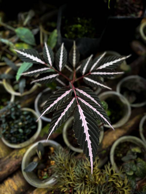 Лесное AA21 Leea amabilis sp Borneo