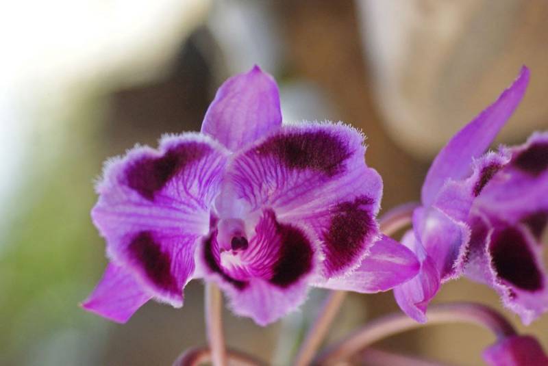 Орхидея FS156 Dendrobium parishii peloric