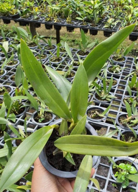 Орхидея FS29 Bulbophyllum longissimum