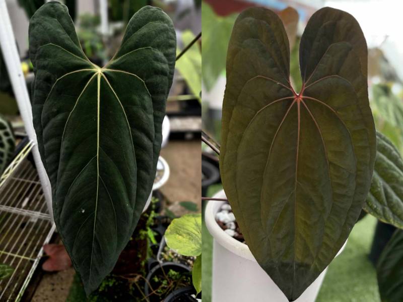 Антуриум G03 Anthurium Ralph Lynam (Jv self) X RVDP