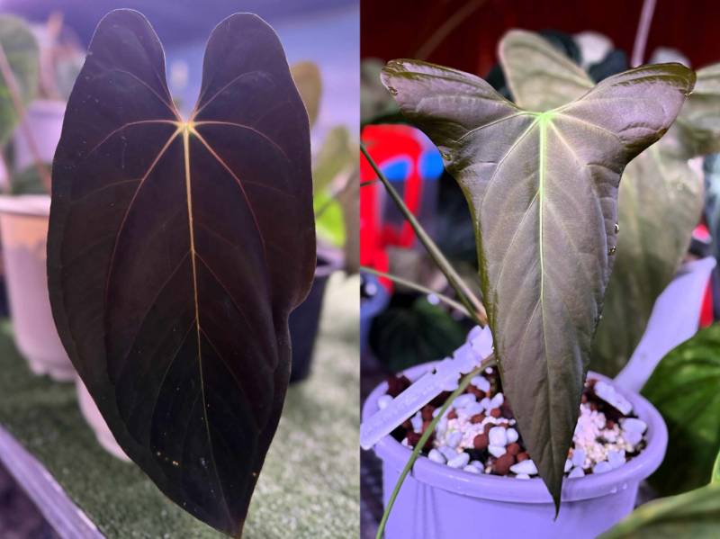 Антуриум G80 Anthurium Dark Guna yala X NSE Portillae