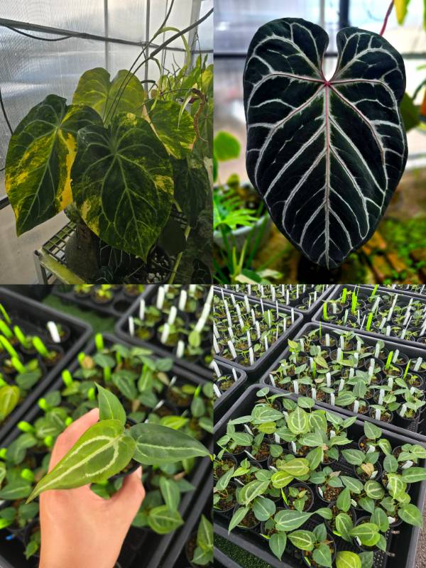Антуриум 4G69 Anthurium Crystallinum variegated X Red Crystallinum Tezula