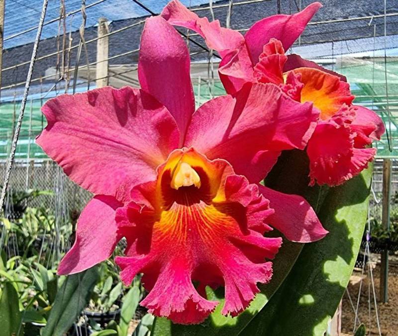 Орхидея FS80 Cattleya Phutawan Sunrise