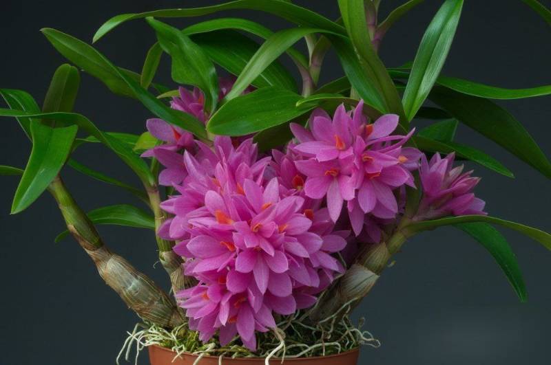 Орхидея FS148 Dendrobium Hibiki